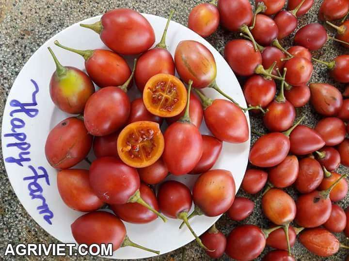 cây giống ăn quả độc lạ kinh tế cao 01649 550 537 Zalo - 8
