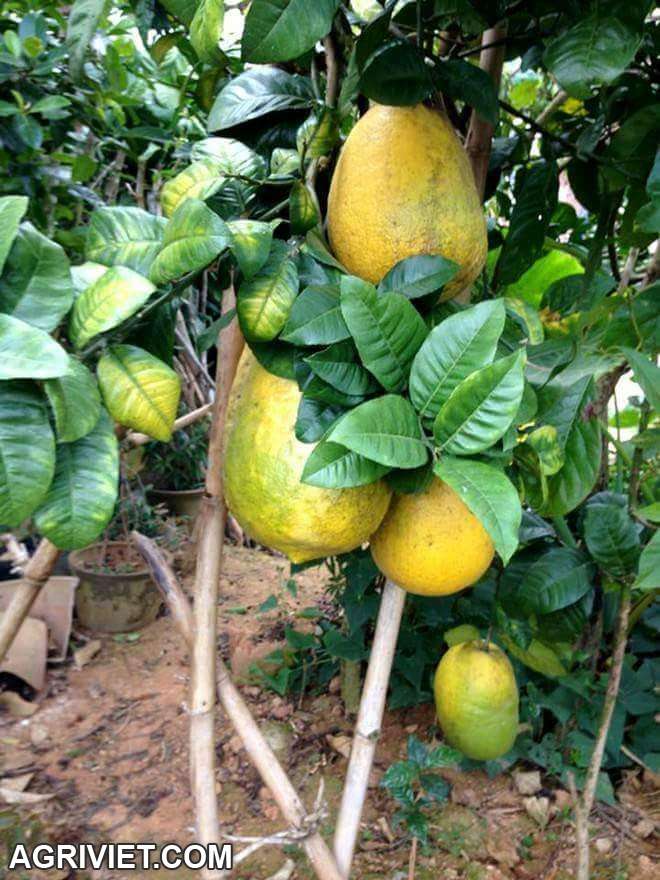 cây giống ăn quả độc lạ kinh tế cao 01649 550 537 Zalo - 17