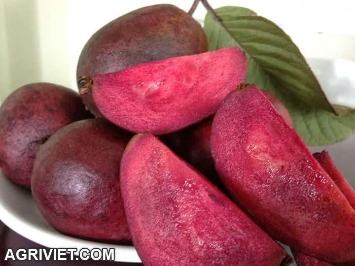 cây giống ăn quả độc lạ kinh tế cao 01649 550 537 Zalo - 2
