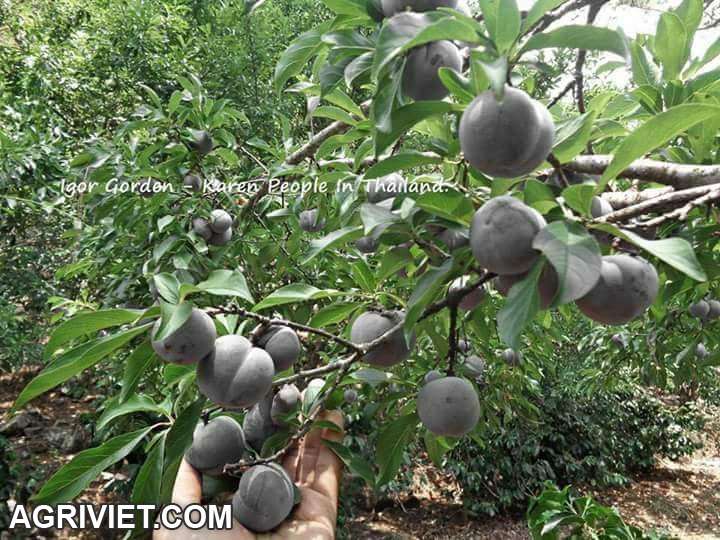 cây giống ăn quả độc lạ kinh tế cao 01649 550 537 Zalo - 19