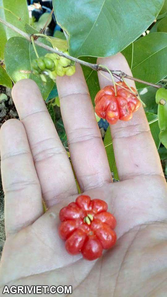 cây giống ăn quả độc lạ kinh tế cao 01649 550 537 Zalo - 18