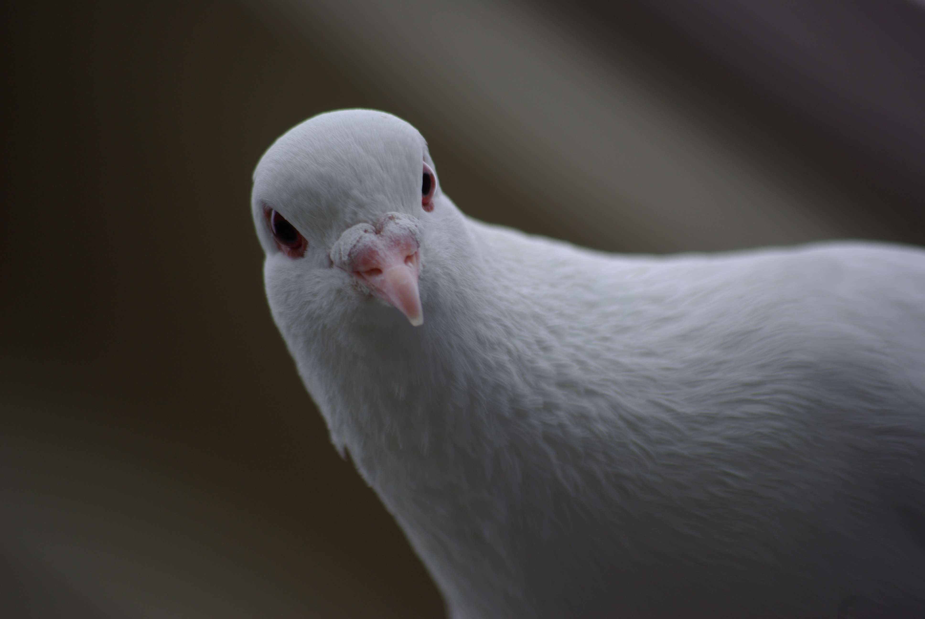 Are White Doves Rare