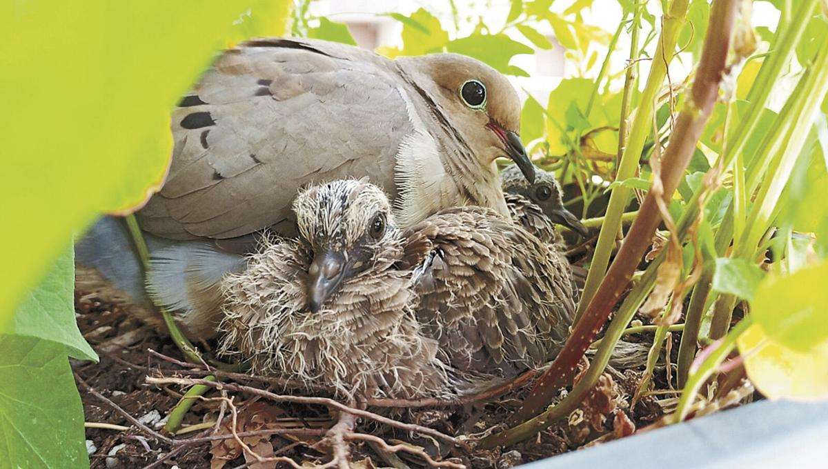 How Long Do Mourning Doves Sit On Their Eggs
