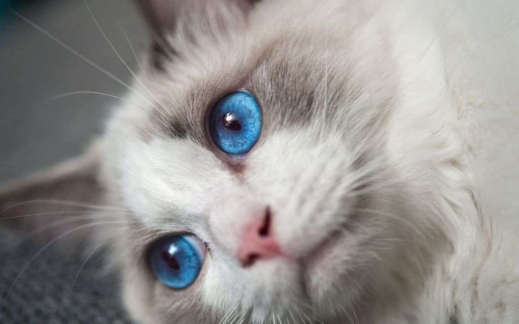 Do All Ragdolls Have Blue Eyes

