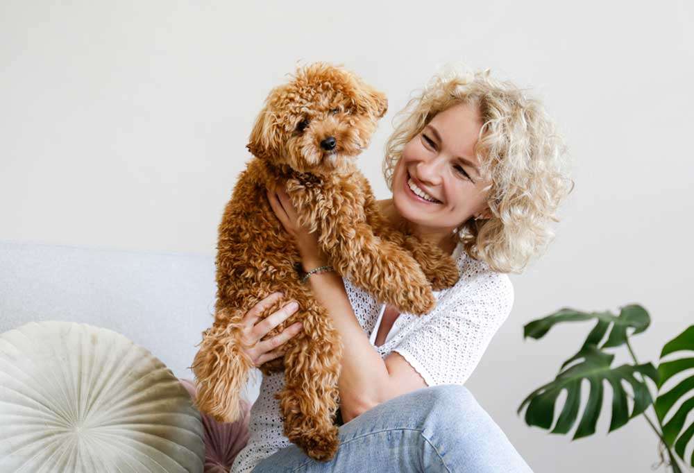 Are Poodles High Energy
