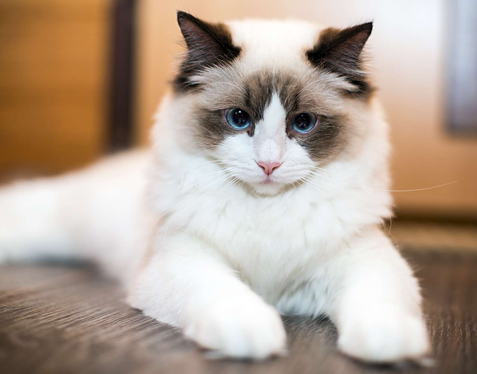 Where Are Ragdoll Cats From