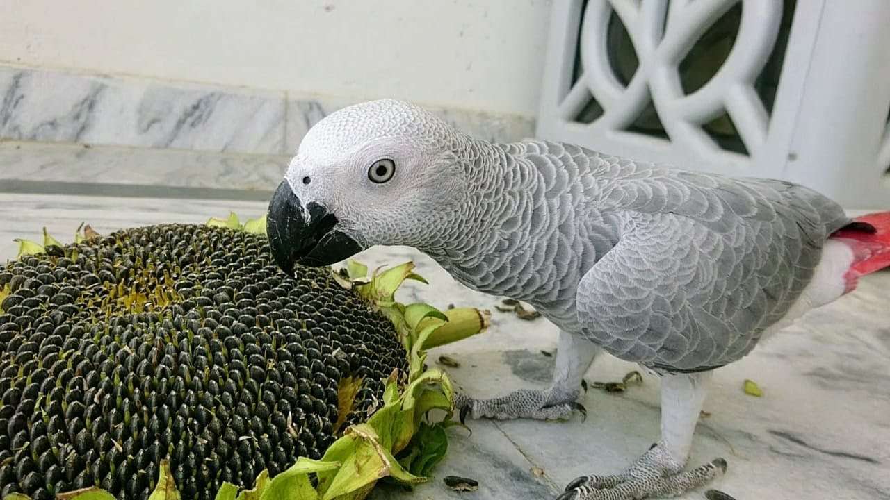 Can Parakeets Eat Sunflower Seeds
