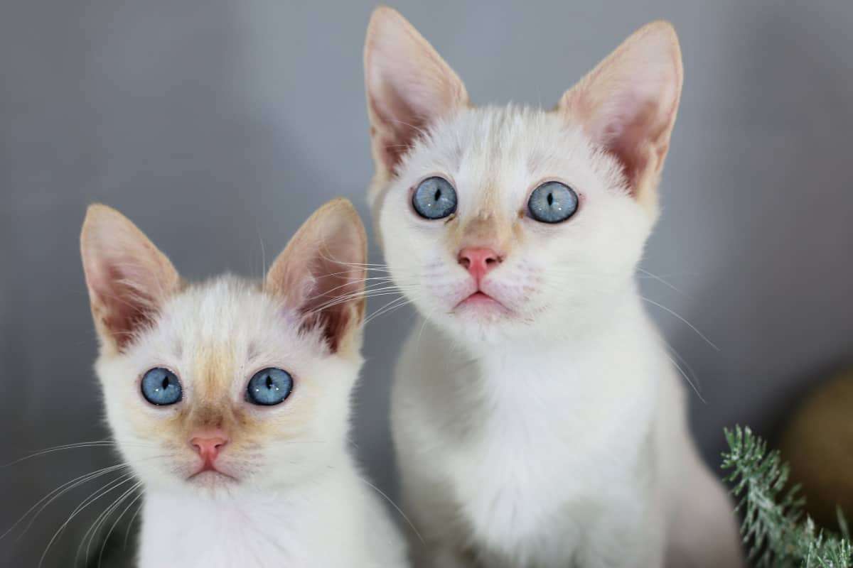 What Color Are Siamese Cats