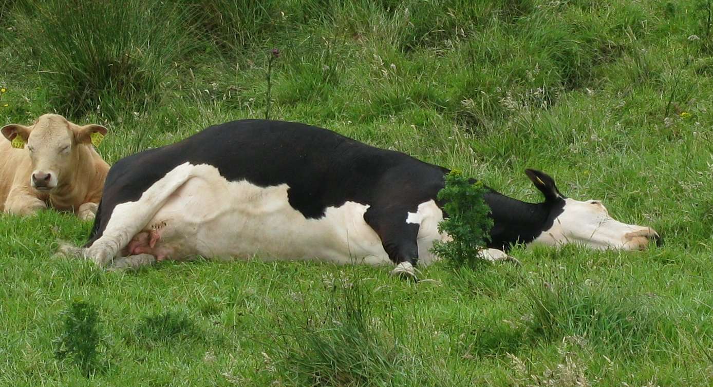 Does A Cow Sleep Standing Up
