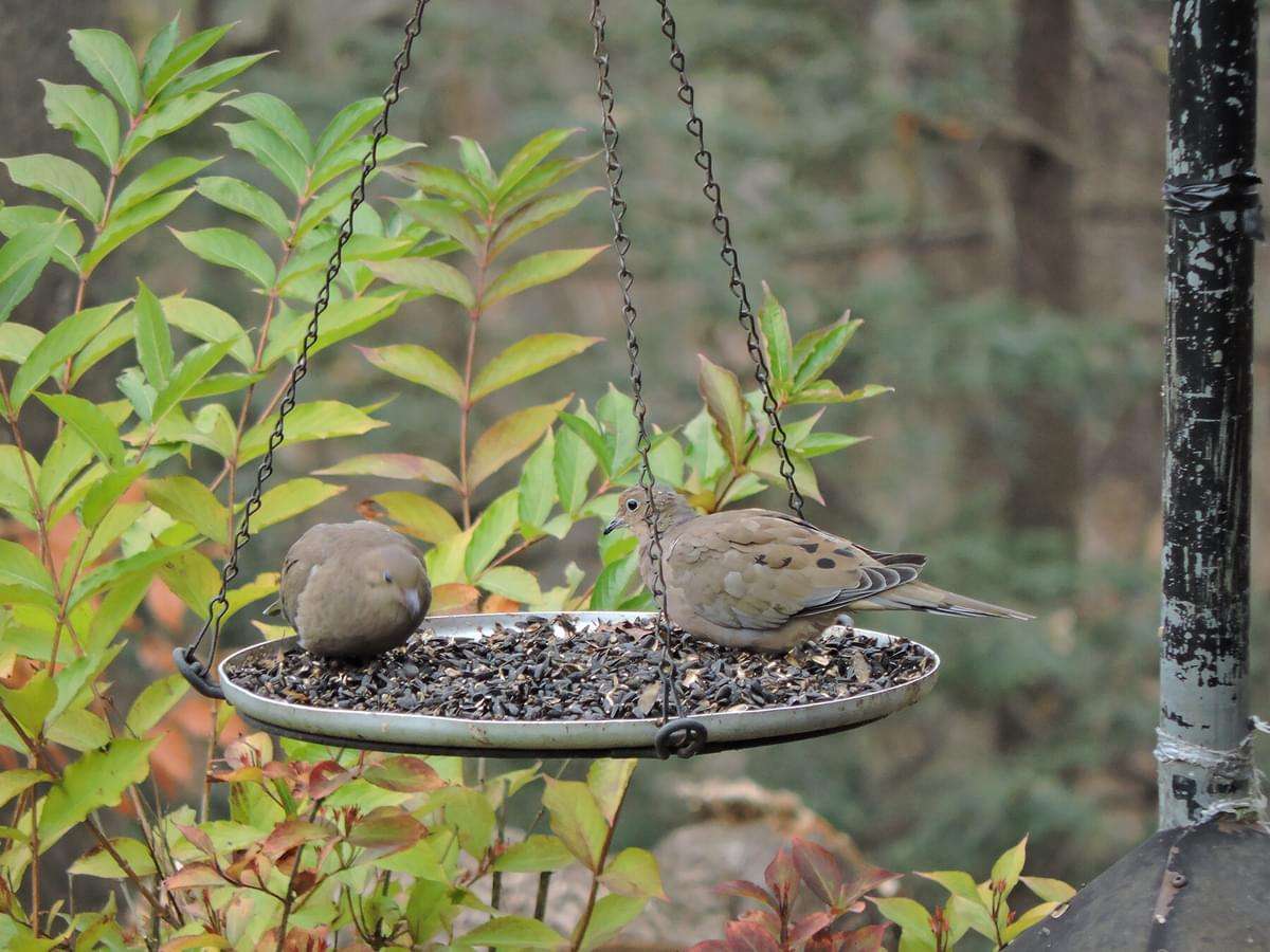 Do Mourning Doves Eat Peanuts