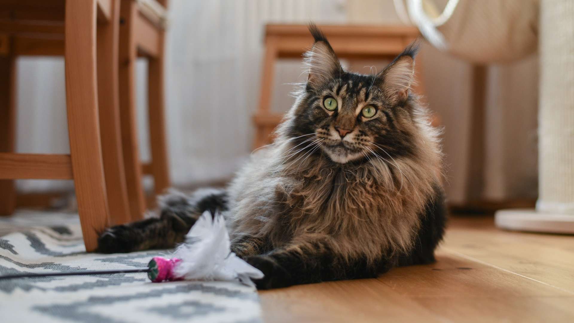 What Is The Average Weight Of A Maine Coon Cat