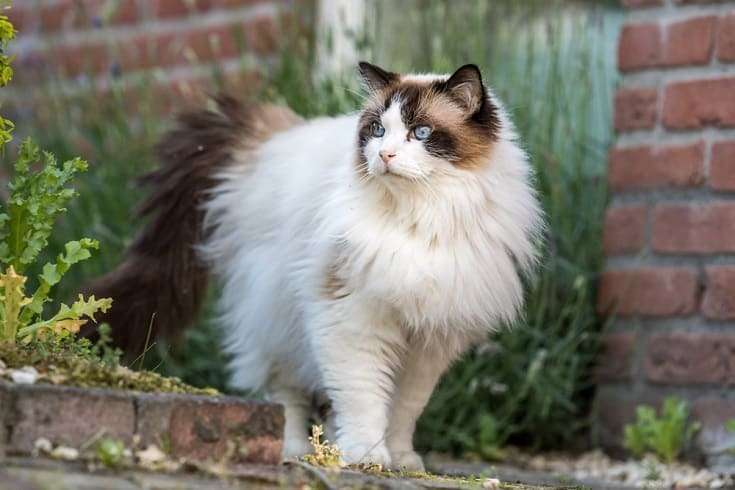 What Is So Special About Ragdoll Cats
