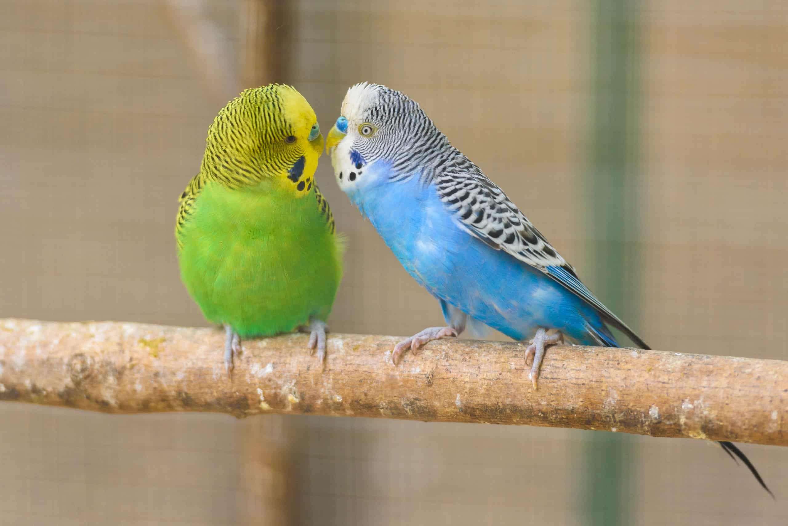 What Is The Lifespan Of A Parakeet