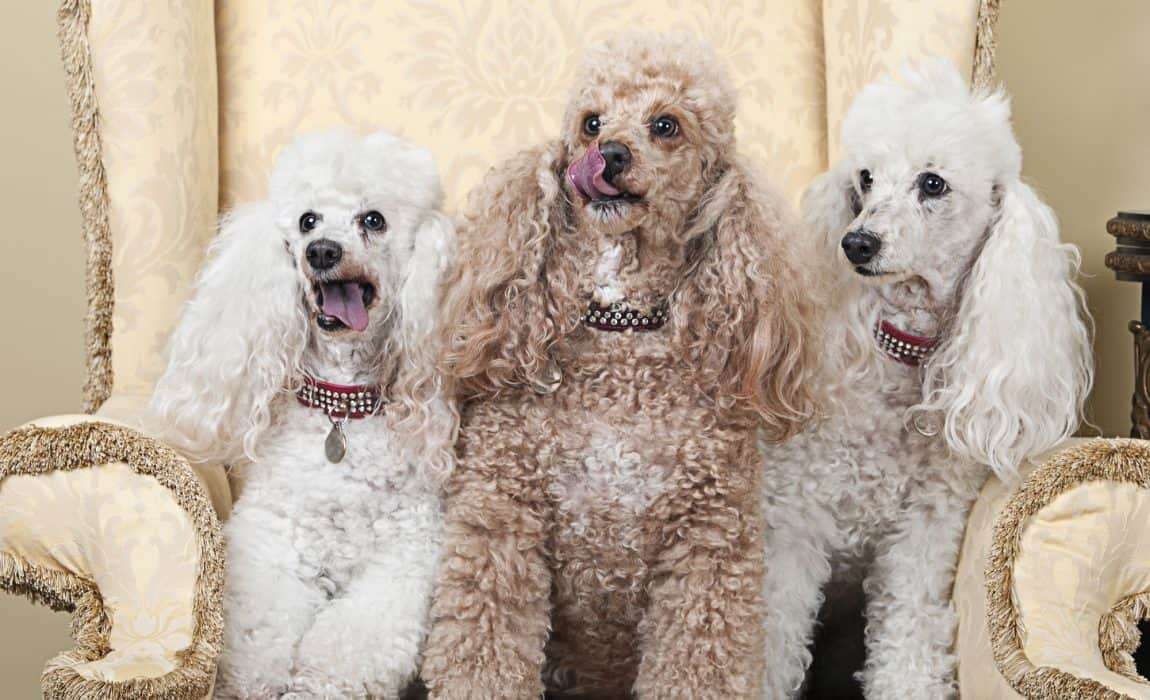 What Are The 3 Types Of Poodles
