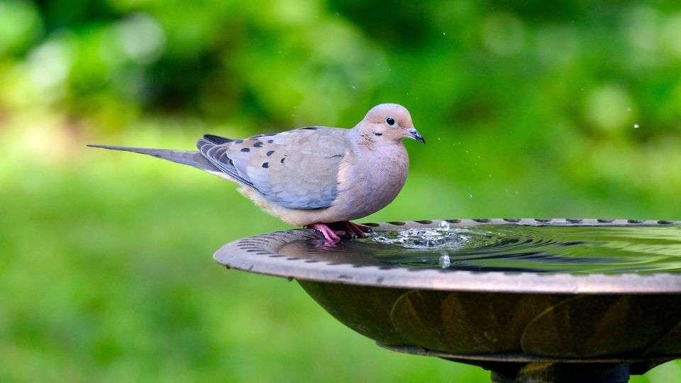 Are Mourning Dove Extinct
