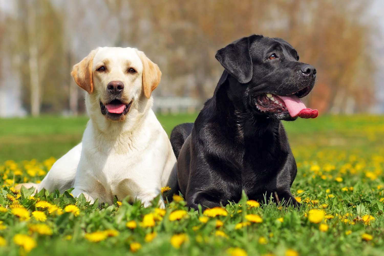 What Are The Different Types Of Labrador Retrievers