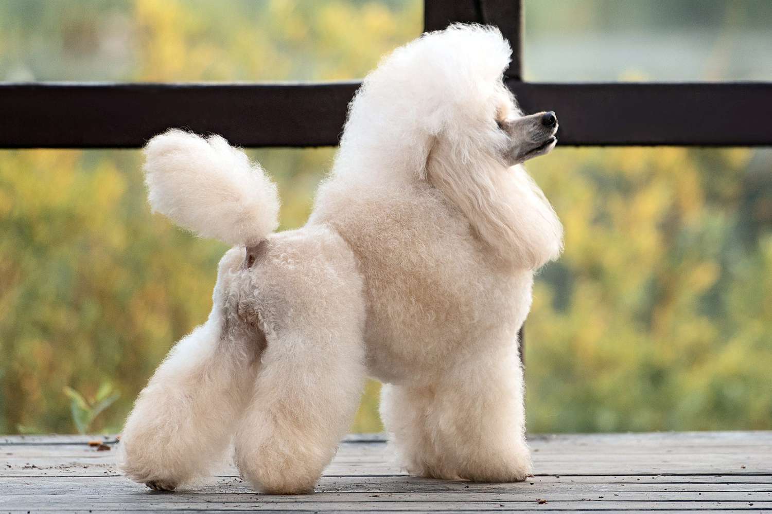 What Does A Poodle Look Like