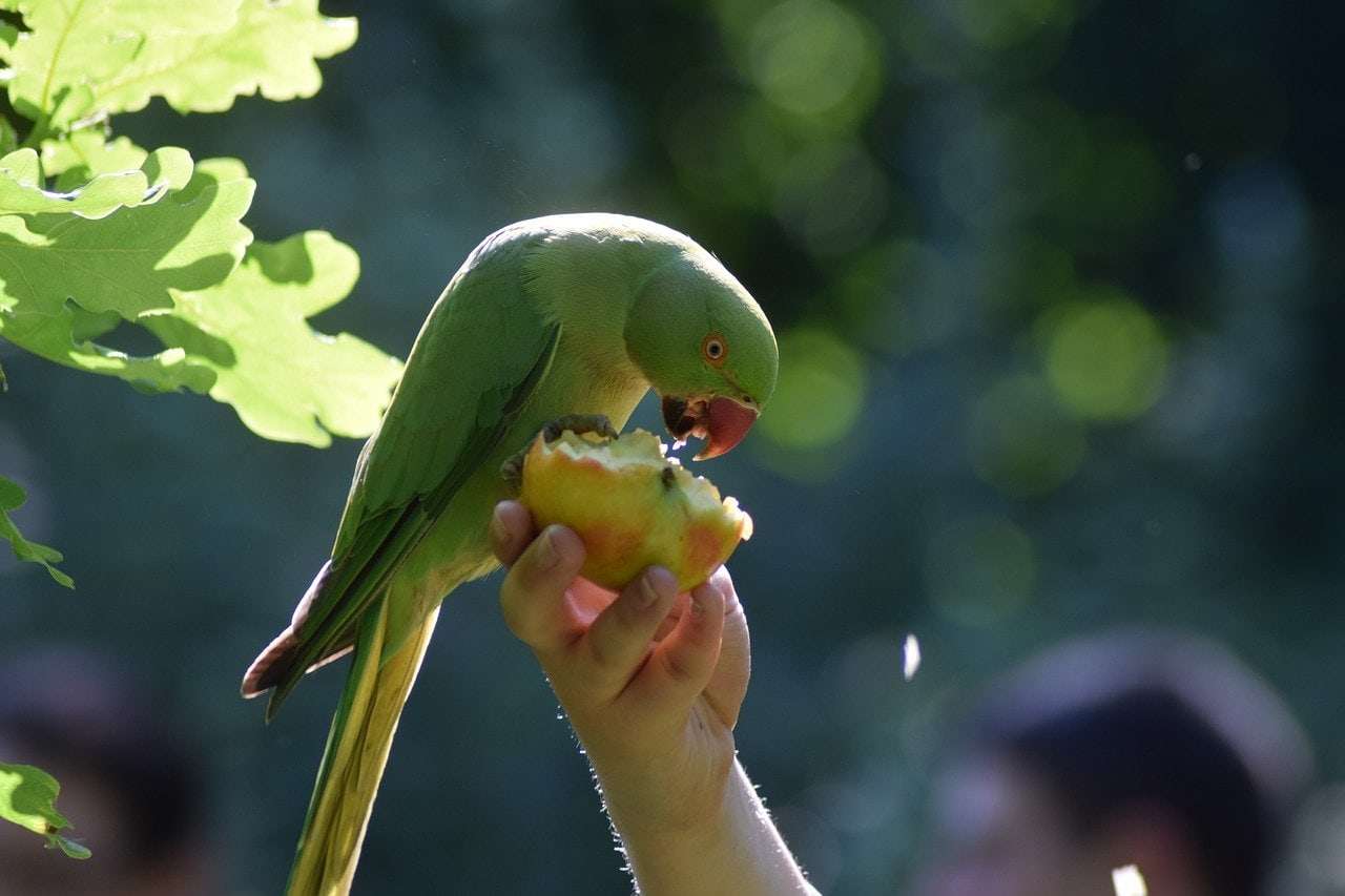 How To Feed Parakeets Fruits And Vegetables