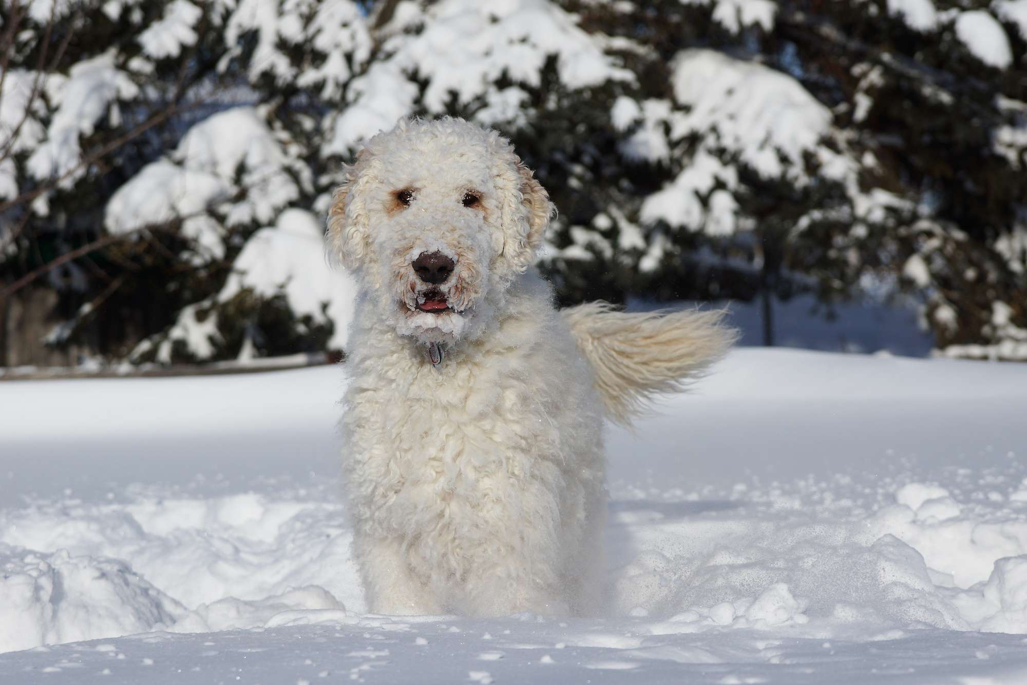 Do Poodles Like Cold Weather