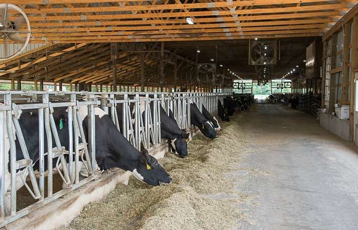 How To Build Cow Shed