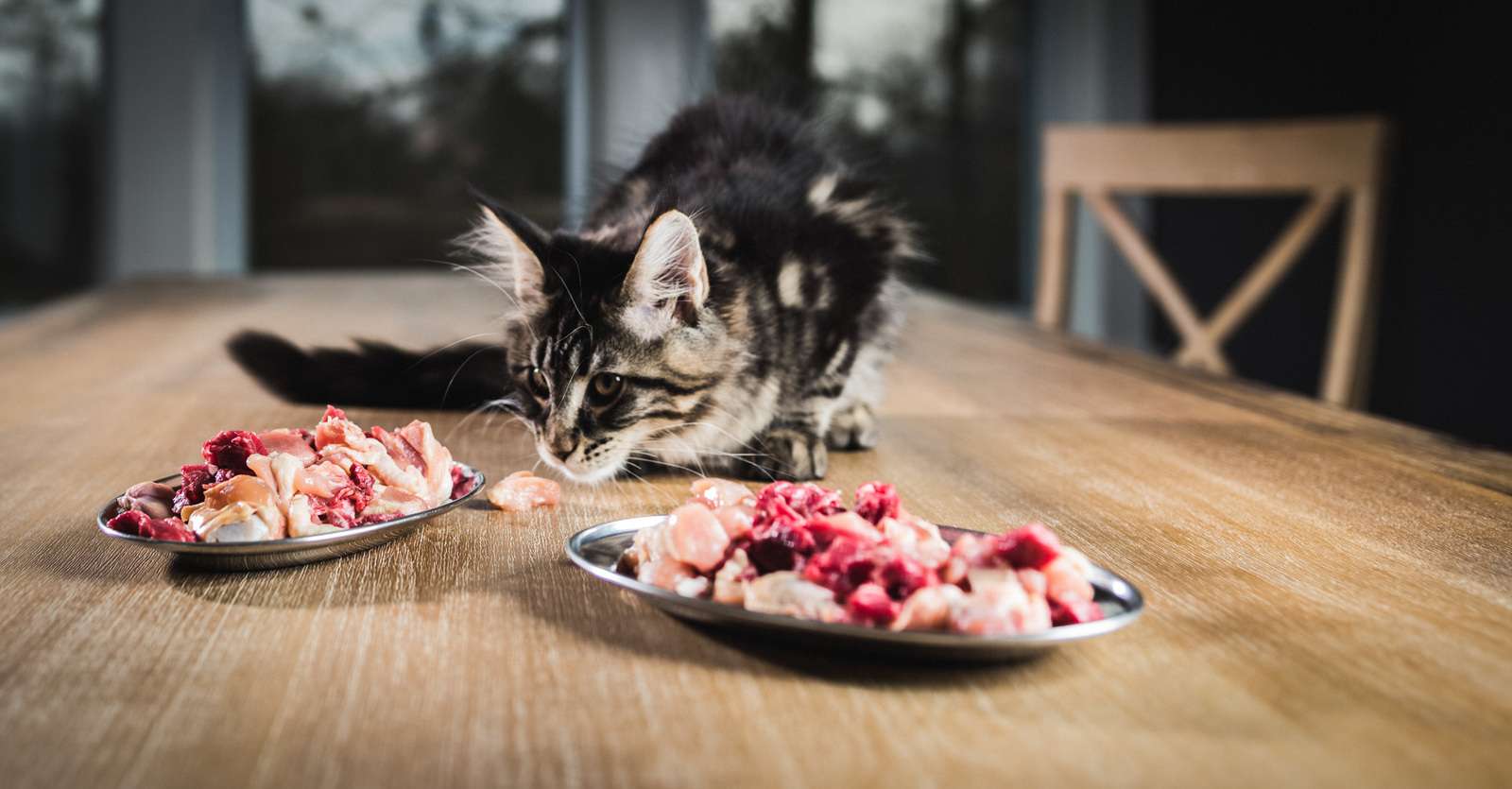 What To Feed Maine Coon Kittens
