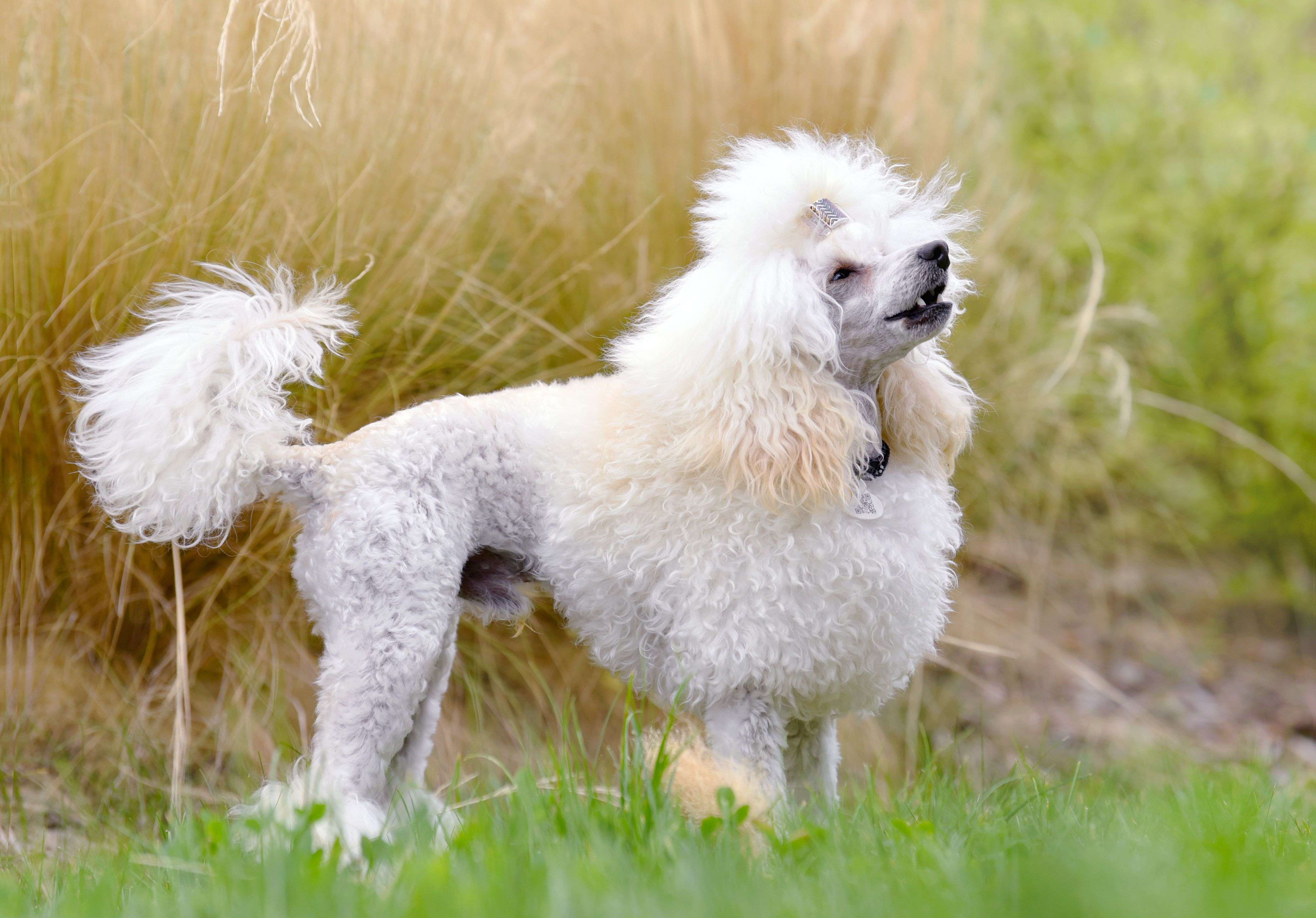 Do Poodles Have Curly Tails