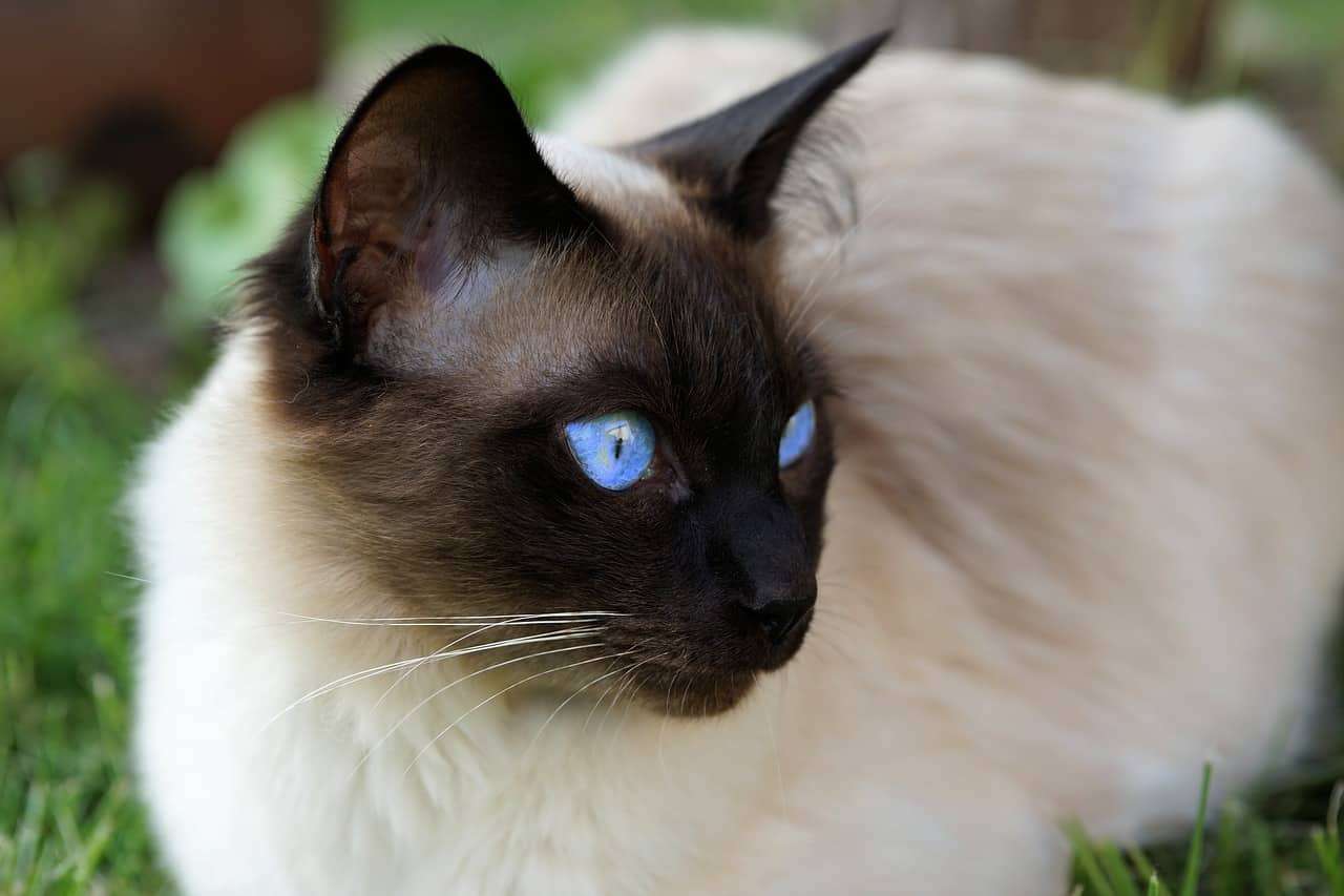 Why Do Siamese Cats Have Crossed Eyes