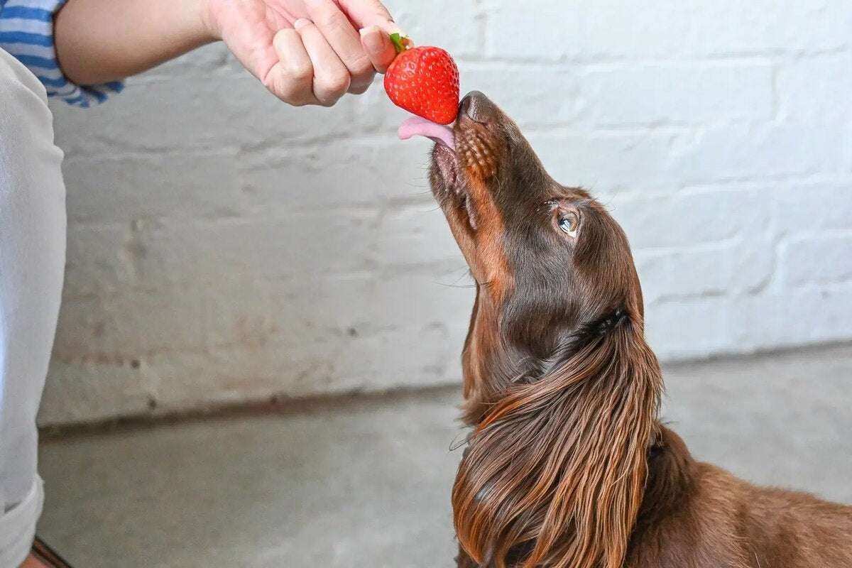 Can Rottweilers Eat Strawberries