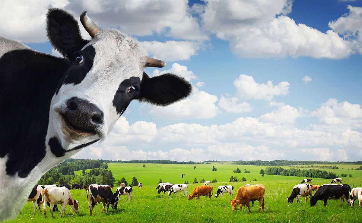 Are Cows Good Pets
