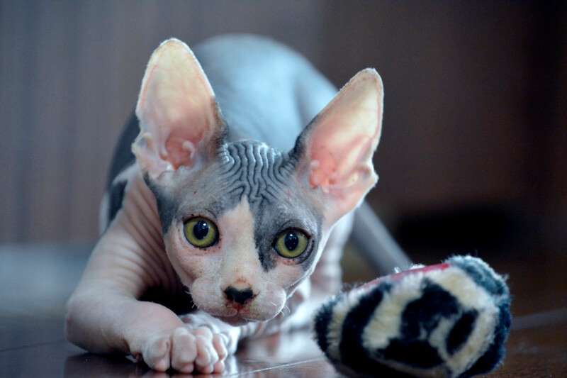 Are Sphynx Cats Healthy
