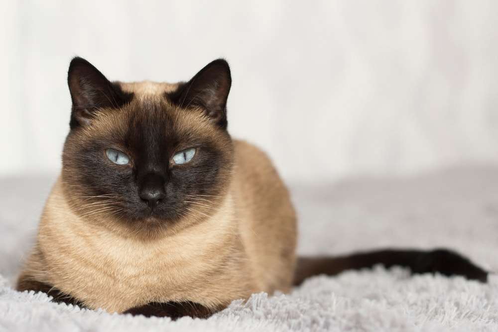 What Is A Siamese Cat