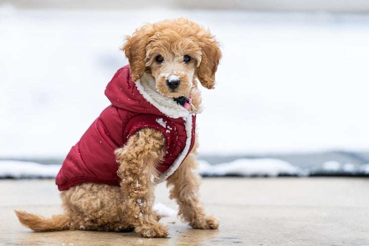 Can Poodles Handle Cold Weather