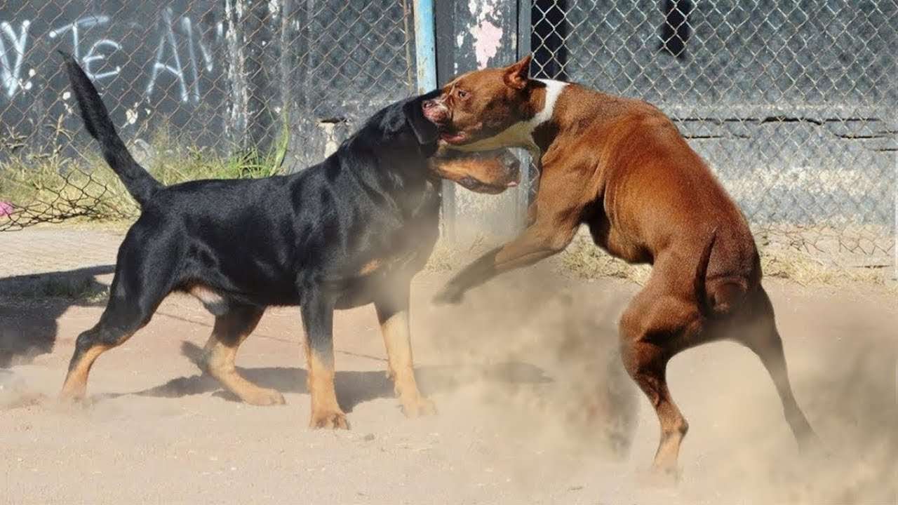 Do Rottweilers And Pitbulls Get Along
