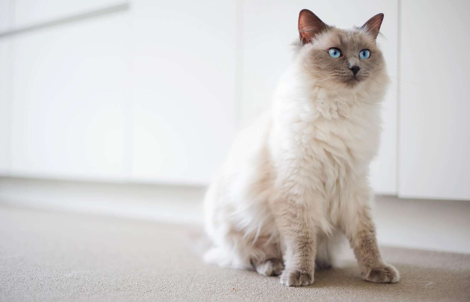 Where Are Ragdoll Cats From