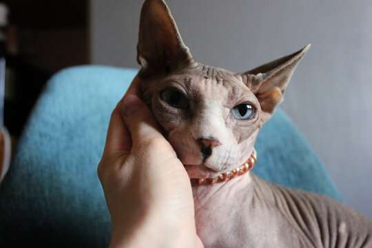 Are Sphynx Cats Healthy

