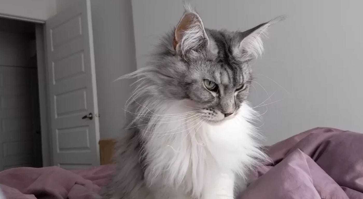Are Maine Coons Dangerous

