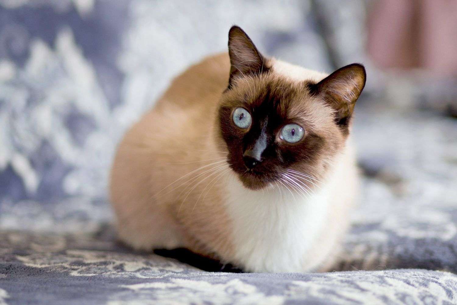 Do All Siamese Cats Have Blue Eyes