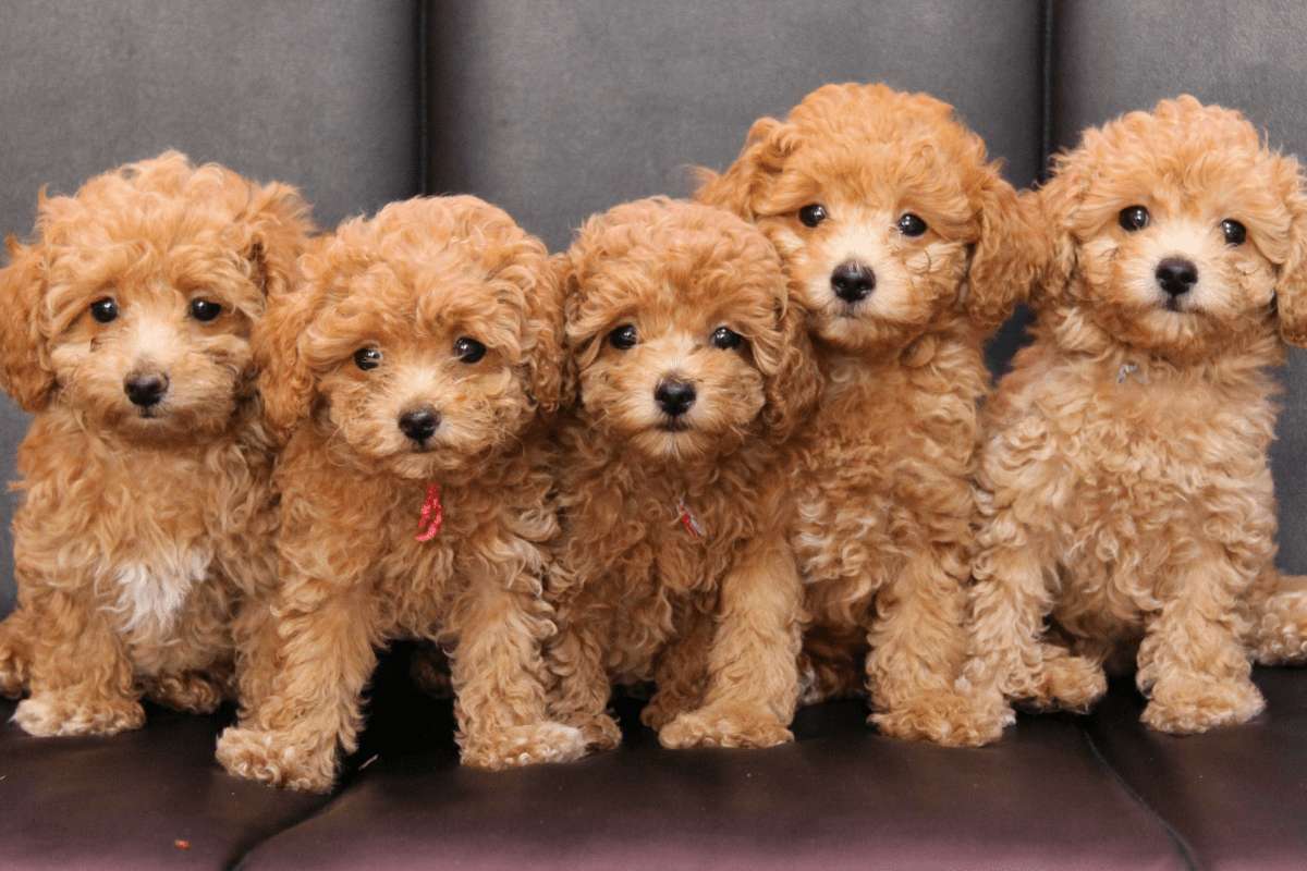 What Are The 3 Types Of Poodles