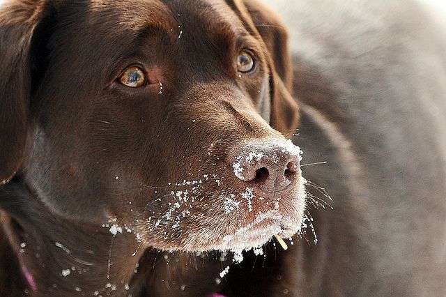 Do Labradors Like Snow
