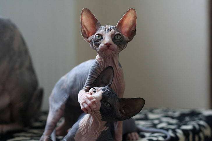 Do Sphynx Cats Get Cold
