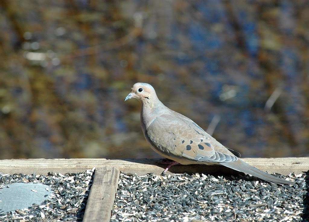 Can Doves Survive Cold Weather
