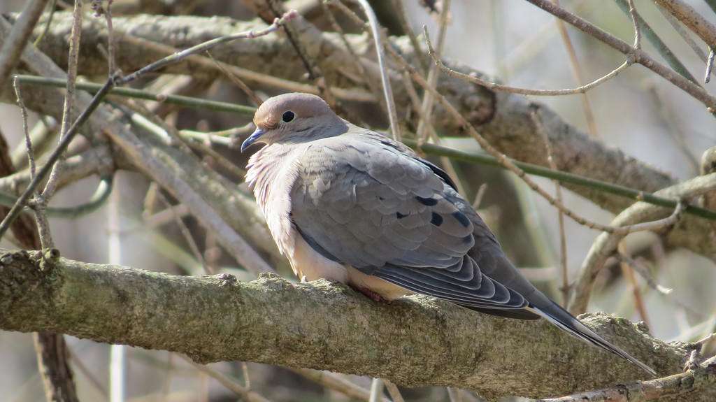 Can Doves Survive Cold Weather
