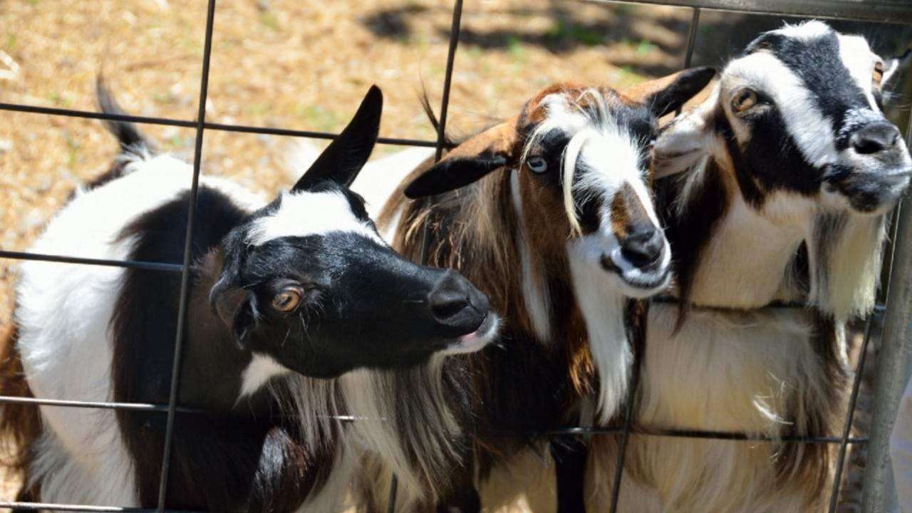 Are Goats Easy To Take Care Of