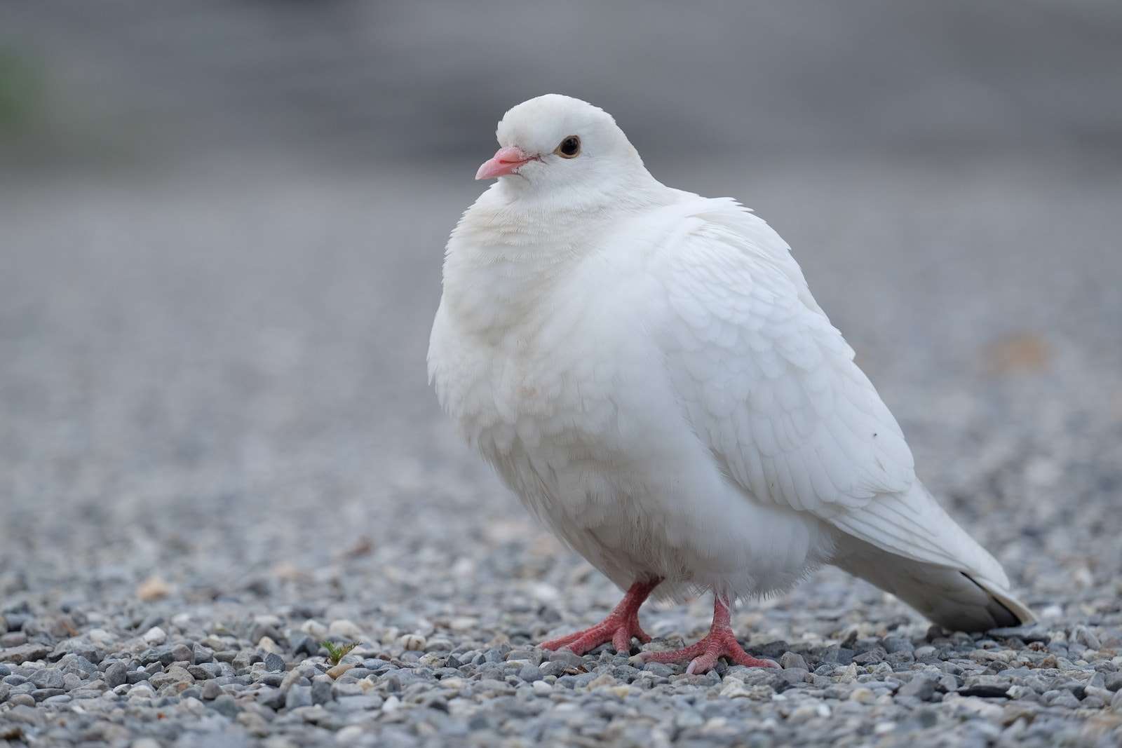 Are White Doves Rare