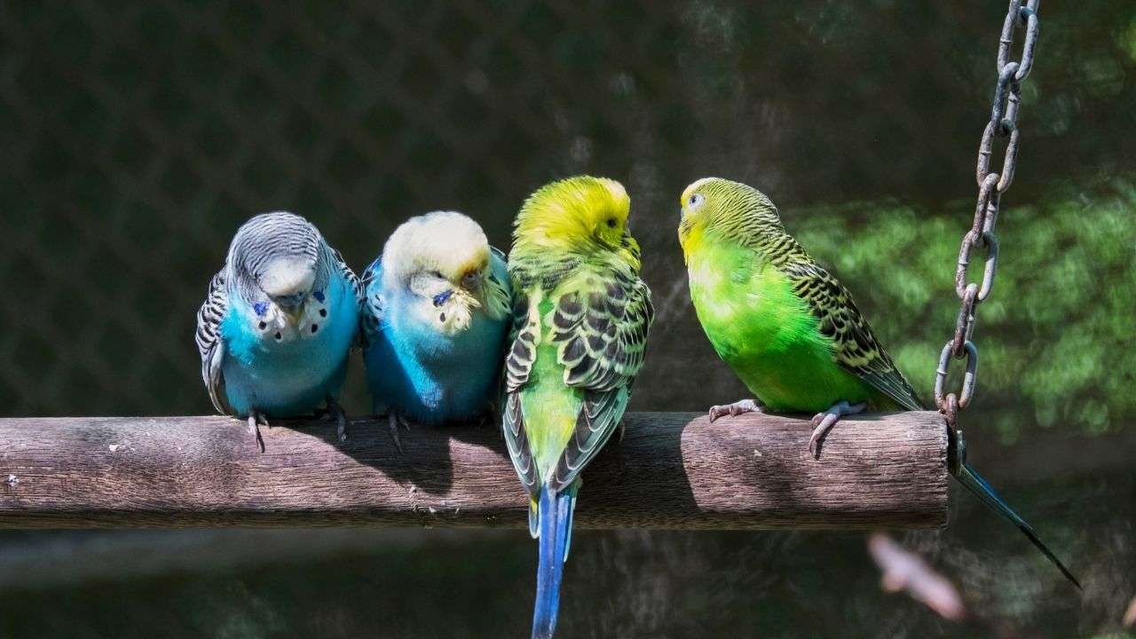 What Is The Lifespan Of A Parakeet