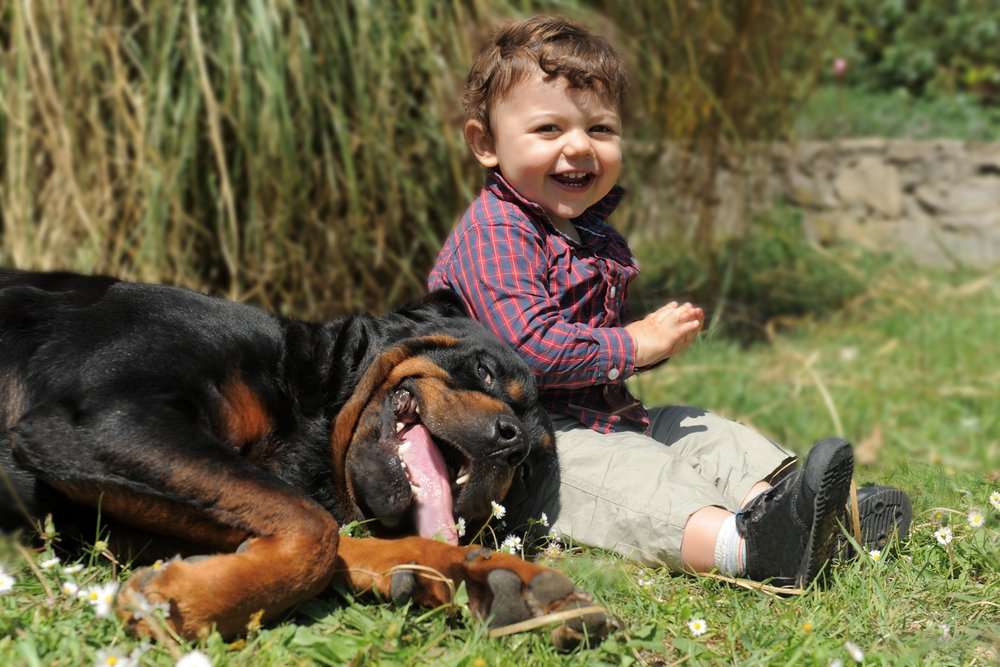 Are Rottweilers Good With Babies