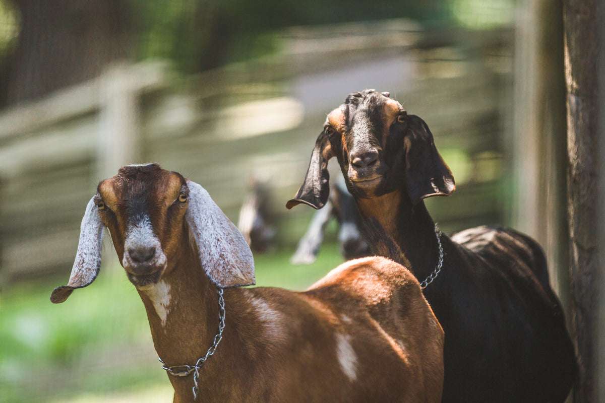 How Smart Are Goats