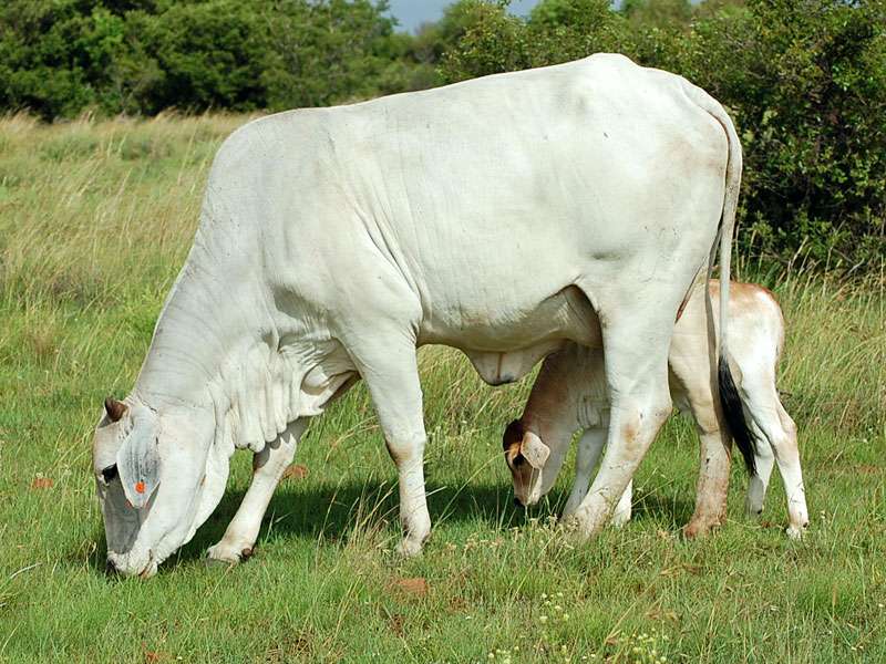 What Are White Cows Called