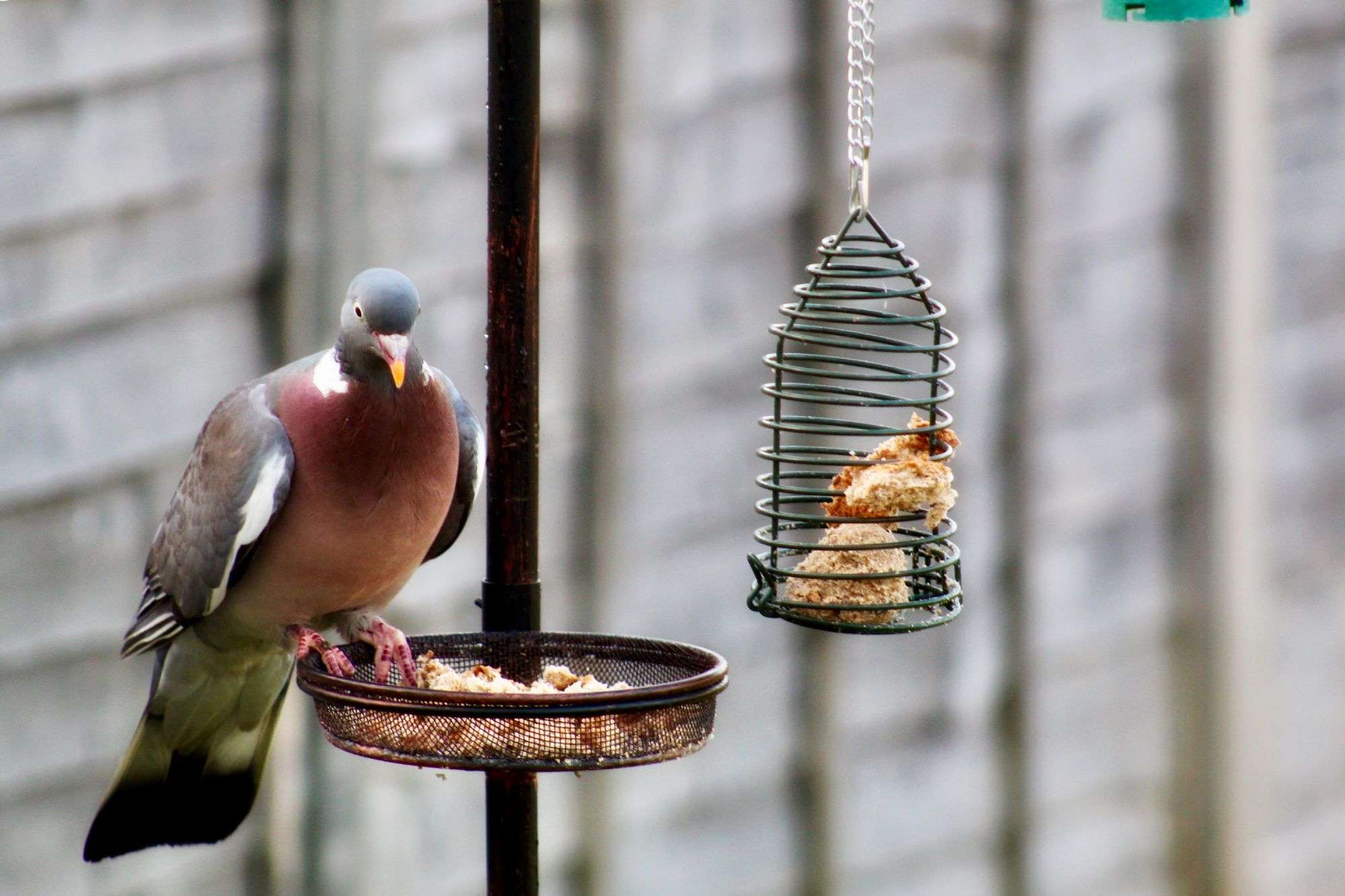 How To Keep Doves Away From Bird Feeder