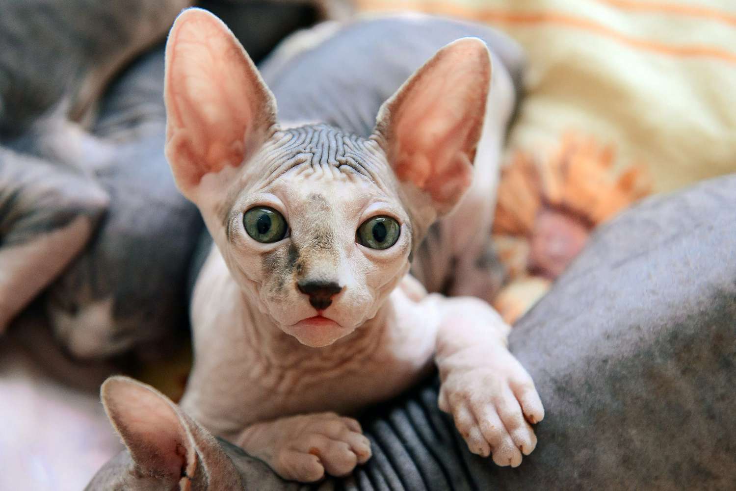 Do Sphynx Cats Get Cold
